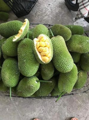 椰子的历史典故?椰子的历史典故有哪些?