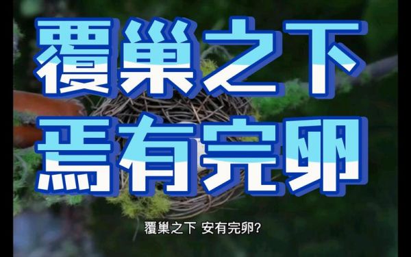 覆巢之下，焉有完卵中的主人公是谁,覆巢之下 复有完卵乎出自