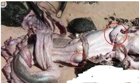 美国捕获的活黑鳞鲛人?美国捕获的活黑鳞鲛人是谁?