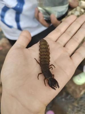世界上最大的虫子?世界上最大的虫子图片?