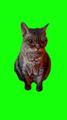 微笑猫原图吓人,微笑猫图片 可爱