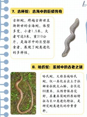 前十已灭绝的蛇,前十已灭绝的蛇 动物
