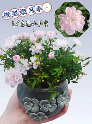 世界上最小的花排名,世界上最小的花排名第一