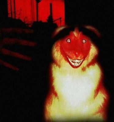 微笑狗事件死了多少人,v微笑狗事件
