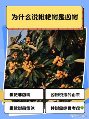 枇杷的历史典故,枇杷的历史资料