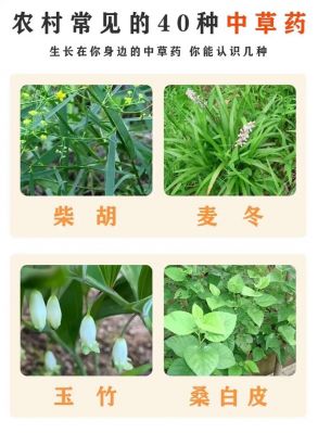 奉贤肖塘历史典故,奉贤肖塘历史典故有哪些