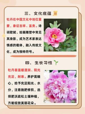 洛阳牡丹历史典故,洛阳的牡丹文化历史