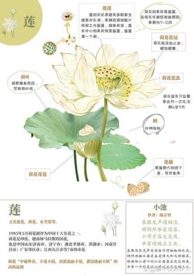 关于荷花的历史典故?关于荷花的历史典故简短?
