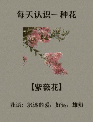 紫薇花历史典故,紫薇花是谁写的