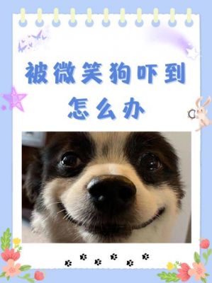 微笑狗搞笑版,微笑狗搞笑版本?