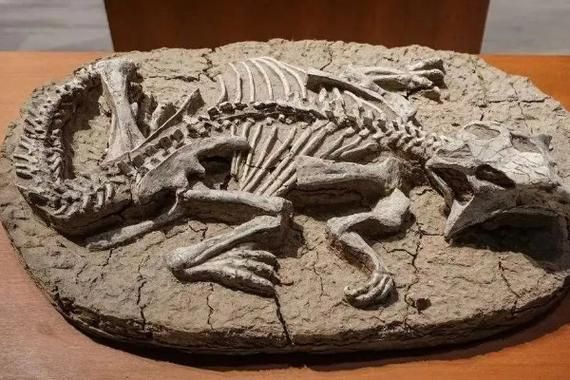 十个真实被拍摄到的诡异生物,6个真实拍到的恐龙