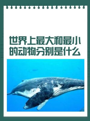 世界上最大的动物是什么?世界上最聪明的动物是谁排第一名?