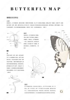 蝴蝶飘海历史典故,蝴蝶飘海的历史