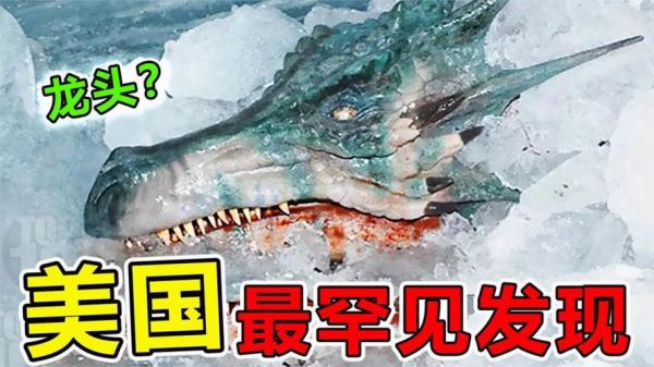 美国发现了一只活恐龙,在美国了发现真正的恐龙的视频