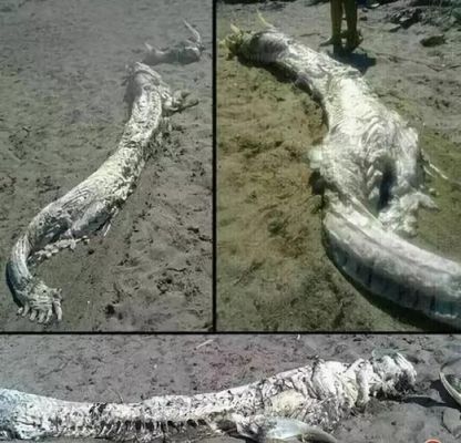 中国前十真龙事件?中国真龙现身了?