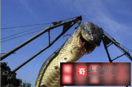红海巨蛇是真的吗?红海巨蛇长500米是真的吗?