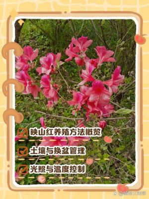 映山红的历史典故,映山红的背后故事