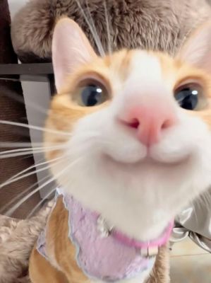 恐怖微笑猫,恐怖微笑猫怎么画