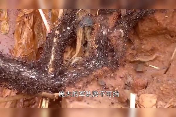 1952年越南大蟒蛇事件,越南一条蟒蛇爬进名宅