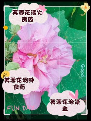 金花葵医药历史典故?金花葵制药厂收购吗?