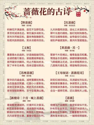蔷薇花历史典故,蔷薇花的历史?